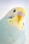 Details of Budgerigar parrot