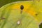 Details of a butterfly wing