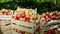 Details capturing of a wooden box full of ripe and fresh apple harvest in the middle of apple orchard