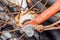 Details of the center of the bicycle wheel. Skewers, fork and nut in shallow focus.