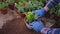 Details closeup gardener with care planted a flower into a pot he take some sol and add into a pot in a greenhouse. Shot