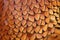 Details of Common Pheasant plumage (Phasianus colchicus)