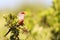 Details of a Common Waxbill