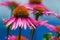 Details of Coneflower