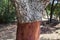 Details of Cork Oak Tree Trunk