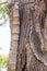 Details of Cork in a Sobreiro tree in Santiago do Cacem