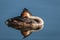 Details on a crested grebe and its reflection