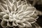 Details of dahlia fresh flower macro sepia photography.