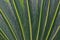 Details of dark green pattern of cycad leaves