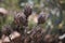 Details of dead seed heads of a fynbos plant