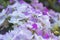 Details of the delicate flowers of the verbena 1