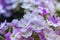 Details of the delicate flowers of the verbena 2