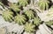 Details of a Euphorbia officinarum succulent plant
