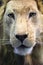 Details face portrait  of old male lion