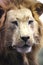 Details face portrait  of old male lion