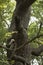 Details from a famous and very old oak tree,  from the forest near Letea village,  in the Danube Delta area,  Romania,  in a