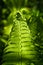 Details of the fern grasses in the spring forest