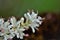 Details of the flower of Ligustrum sinense