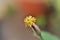 Details of the flower of Porophyllum ruderale