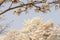 Details of flowering white ipe branches.