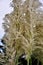 Details of the flowers of Cortaderia sellowiana