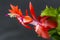 Details focus stacking of a beautiful orange-red double flower of a holiday cactus Schlumbergera