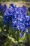 Details of fragrant sky-blue hyacinths in extensive bulb fields