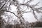 Details with frozen vegetation after freezing rain weather phenomenon