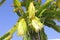 Details giant San Pedro cactus flowers in blue sky