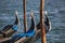 Details of gondolas on Grand canal in Venice, Italy