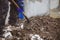 Details of a gravedigger covering a tomb with dirt with a shovel during a burial ceremony on a cold and snowy winter day