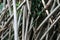 Details of gray bamboo trunks