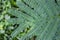 Details green leaf