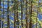 Details of green pine tree forest with background of mountain