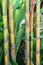 Details of green and yellow bamboo trunks