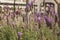 Details of grouped lavender flowers, their violet sols stand out from the green