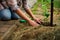 Details: Hands of a female farmer making a hole in the black soil, planting seedling of cucumber in the open ground.