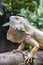 Details of the head and collar of a large iguana sitting on the railing of a bridge