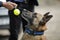 Details with the interaction between a Belgian Malinois trained dog and his owner