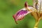 Details of Iris meda flower petal
