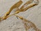 Details of Kelp - Seaweed - on the Sand