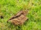 Details of leaf and lawn in late afternoon