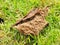 Details of leaf and lawn in late afternoon