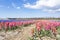 Details of long rows of pink and purple hyacinths under a blue sky near Lisse, the Netherlands