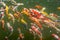 Details of a lush garden pond with fish in Asia