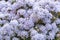 Details of the many fine flowers of an azalea Rhododendron