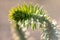 Details of a monkey-puzzle tree or araucaria chille succulent needles tree growing in European gardens as exotic vegetation