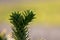 Details of a monkey-puzzle tree or araucaria chille succulent needles tree growing in European gardens as exotic vegetation