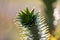 Details of a monkey-puzzle tree or araucaria chille succulent needles tree growing in European gardens as exotic vegetation