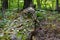 Details of a Moss, Fungus, Mushrooms Growing on Decomposing Tree